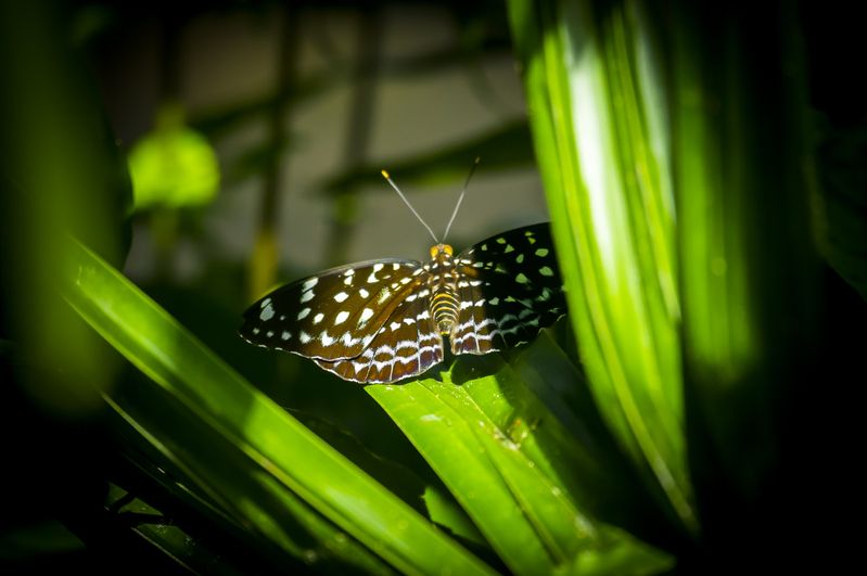 камбоджа, cambodia, siemriep, сиемриап, , григорий беденко, grigoriy bedenko, национальный парк, phnom kulen national park, река, река кулен, водопад, водопад кулен, Водопад Кулен  (Камбоджа) фото превью