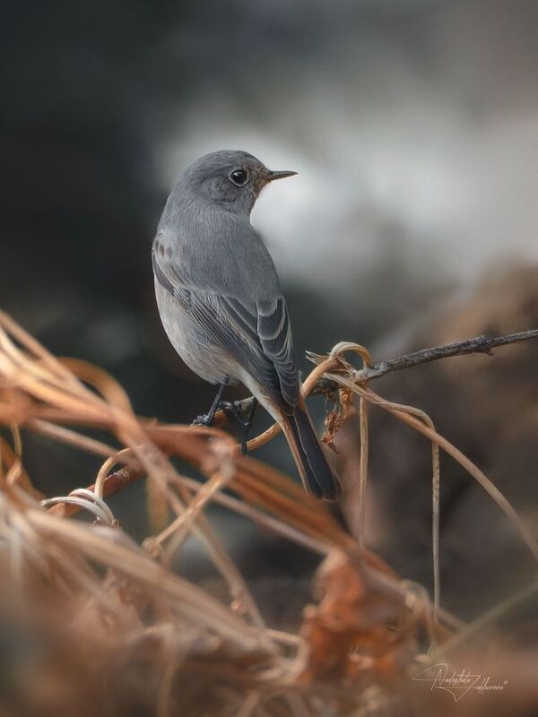 наблюдения за птицами, атмосфера осени, горихвостка, горихвостка чернушка, птицы, портреты птиц, эмоции, осень, осень2025 Горихвостка в осеннем лесуphoto preview