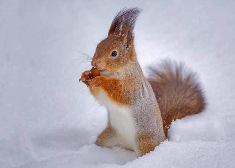 Зима снежная была...photo preview