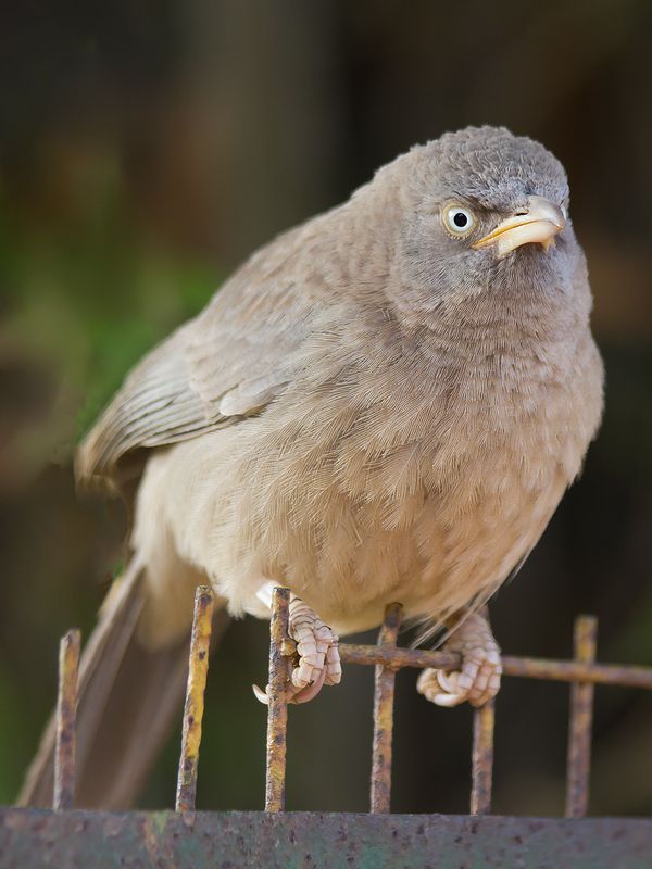 india Рассердилсяphoto preview