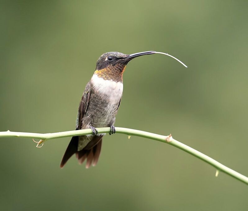 колибри,ruby-throated hummingbird, hummingbird Hummingbird with tongue -Колибри с язычкомphoto preview