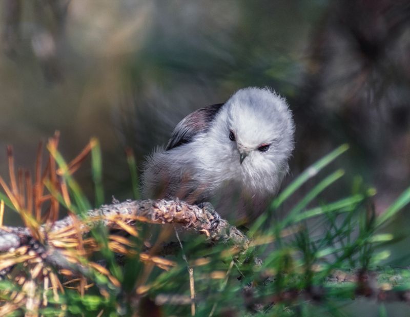 птица, длиннохвостаясиница, ополовник, Ополовник (2 фото)photo preview