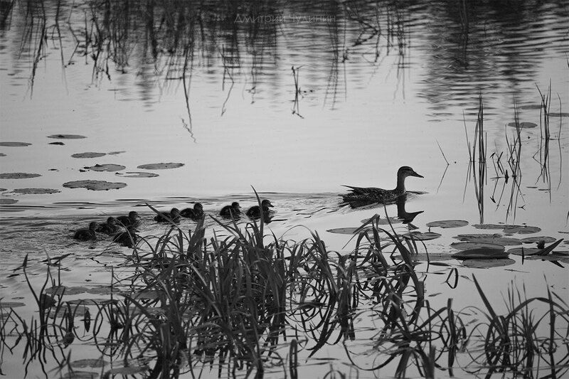 Утиные историиphoto preview