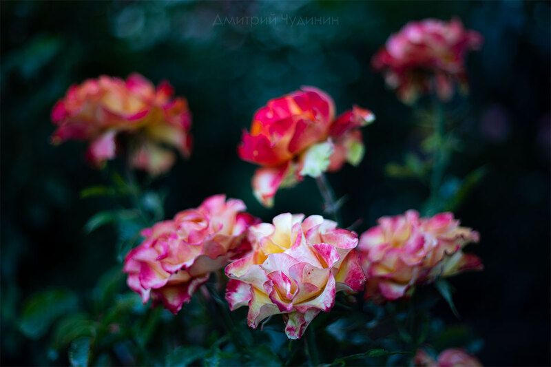 Осенние розыphoto preview