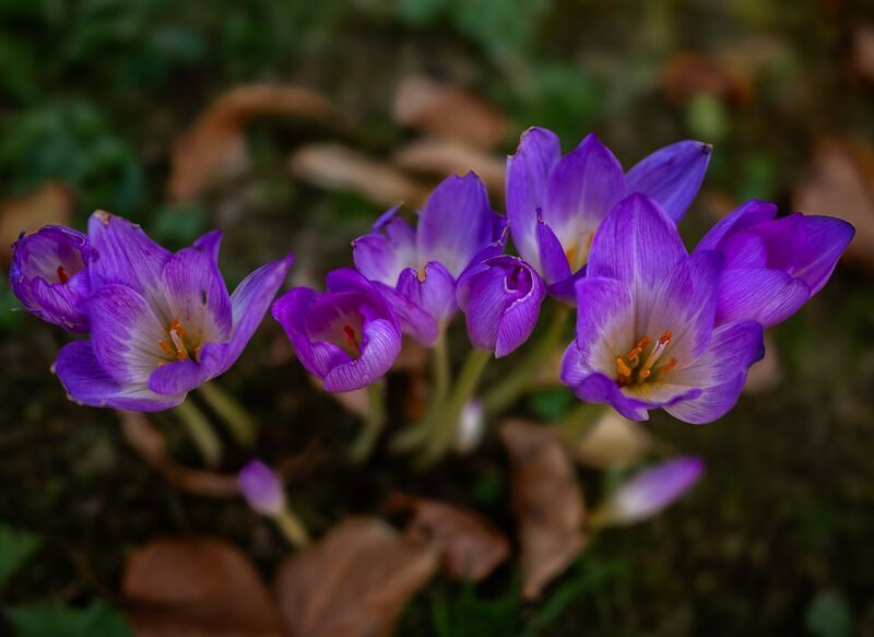 Безвременники.photo preview
