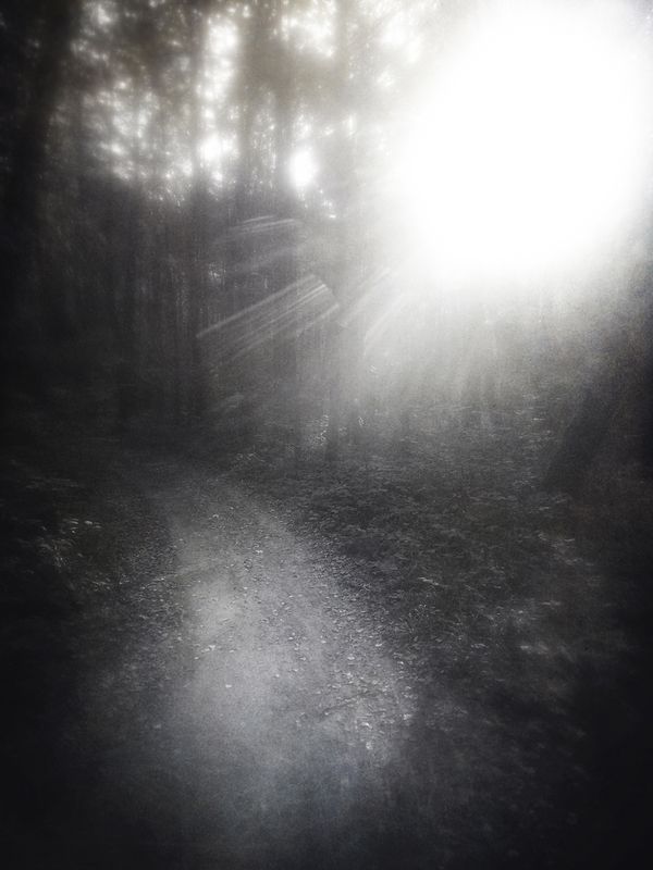 чб, лес, тропа, солнце, пикториализм Изучая тишину.photo preview