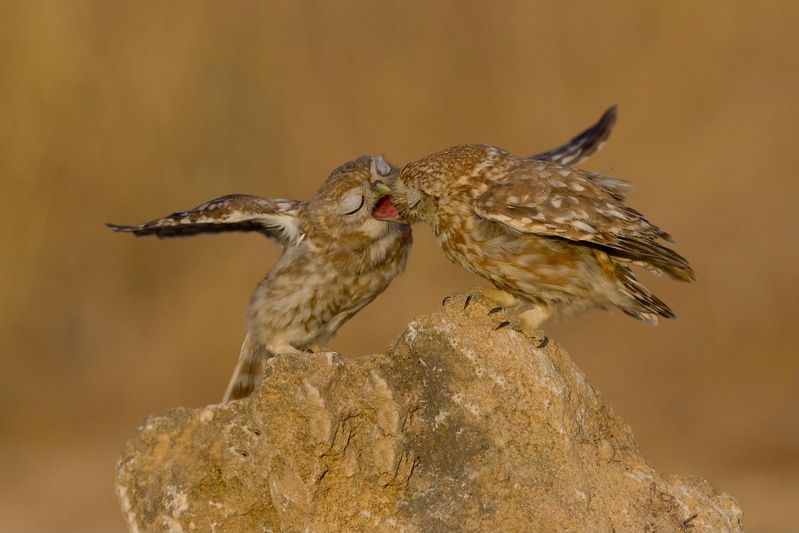 Little owls  фото превью