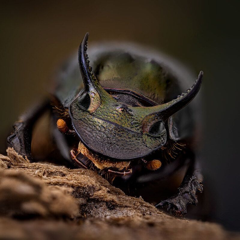 coleoptera, scarabaeidae, digitonthophagus sp. Утилизаторphoto preview