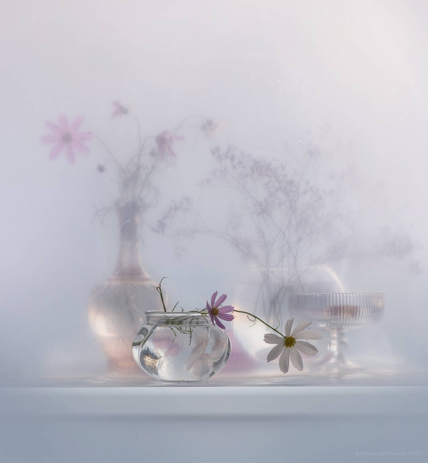 , Шипунова Ирина