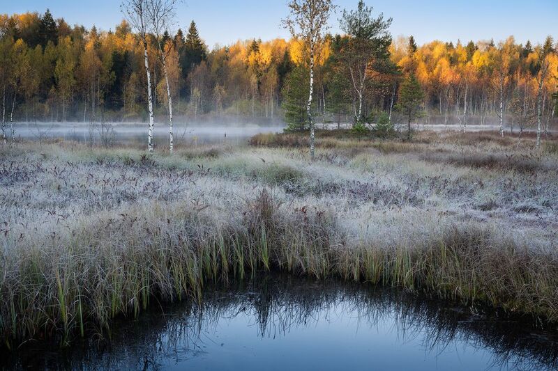 Осень на подмосковном болотеphoto preview
