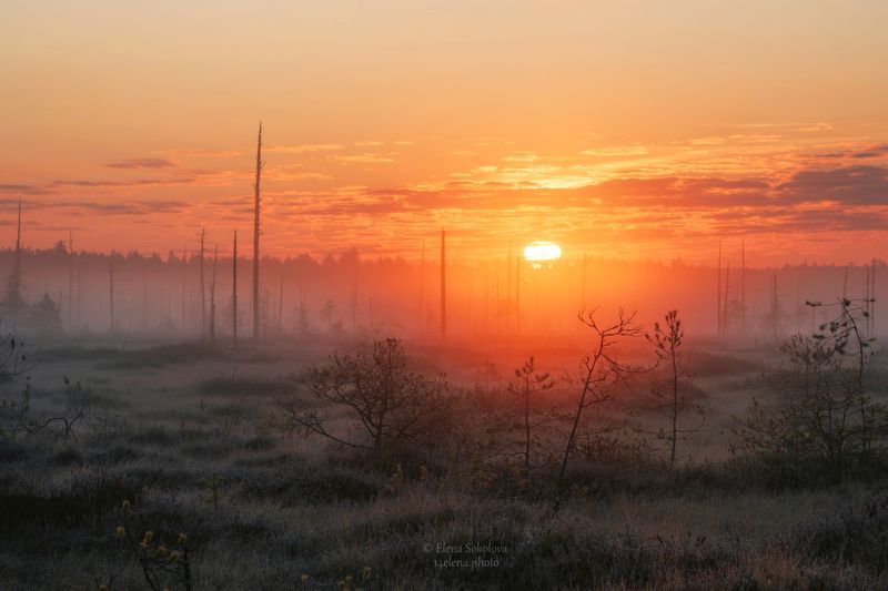 болото, рассвет, утро Туманный рассвет на болоте фото превью