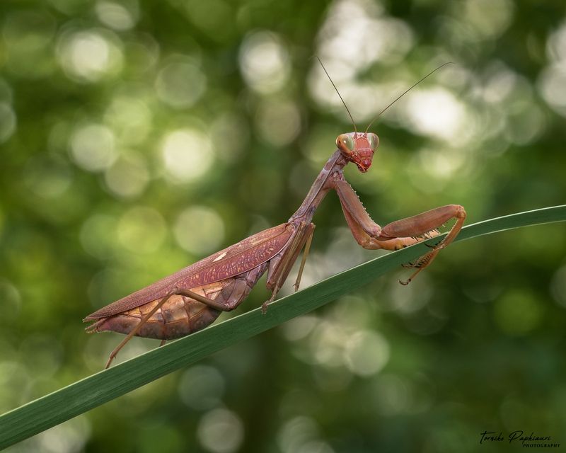 macro, mantis, georgia MANTISphoto preview