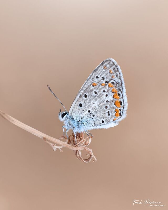 Lycaenidaephoto preview