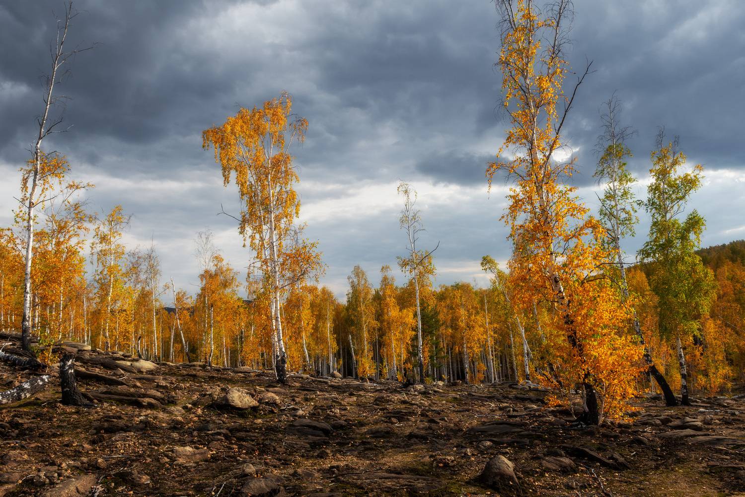 *******. Автор: Андрей Шарапов , Андрей Шарапов