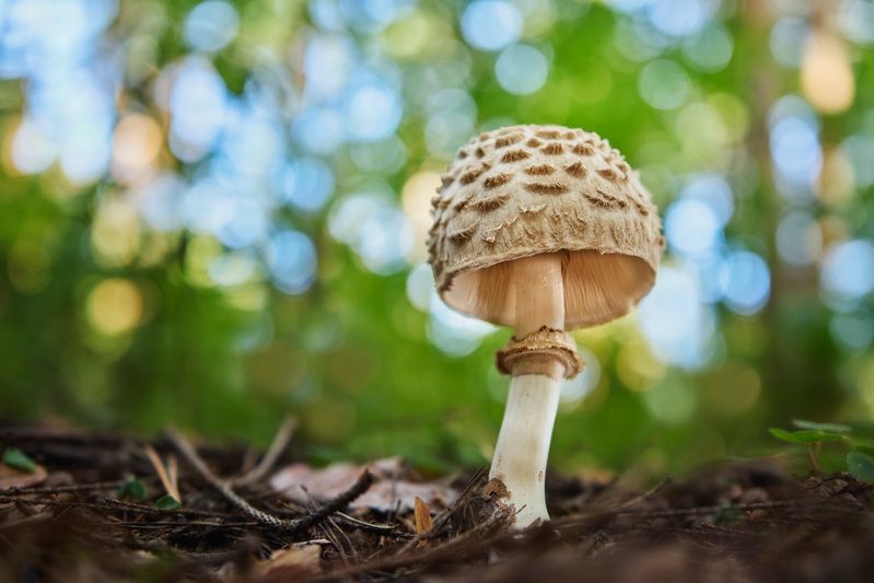 гриб, лес Грибphoto preview