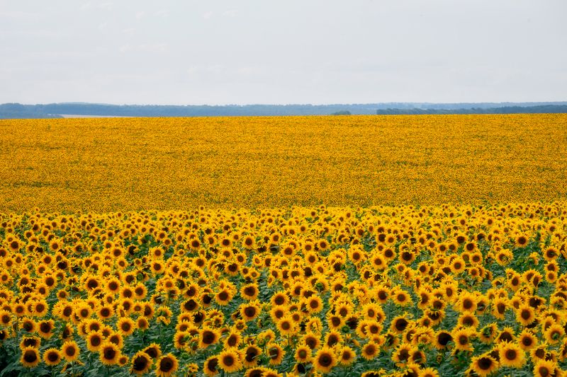 подсолнухи, природа, поля подсолнухов, Тульская область Подсолнухиphoto preview