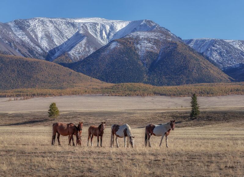 алтай Курайская степьphoto preview