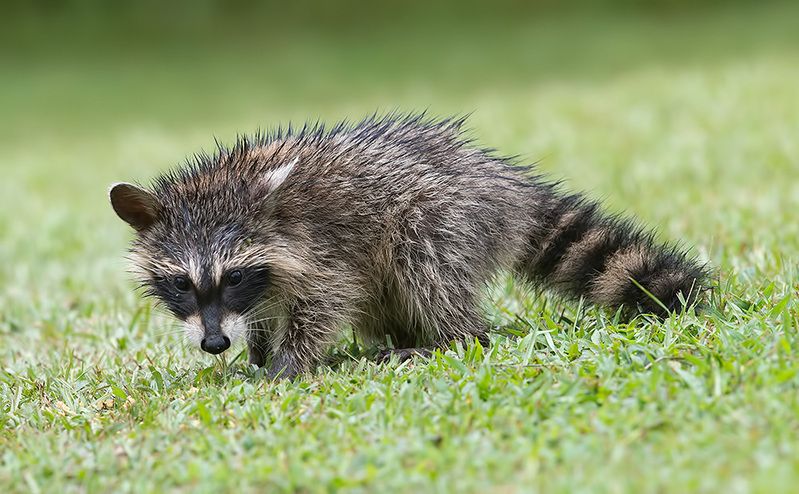 енот обыкновенный, енот-полоскун, raccoon, енот, дикие животные, животные, animals Baby Raccoon - Малыш Енотphoto preview