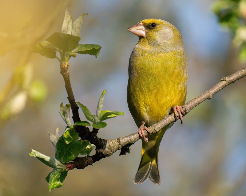 Очень серьезный птиц!photo preview