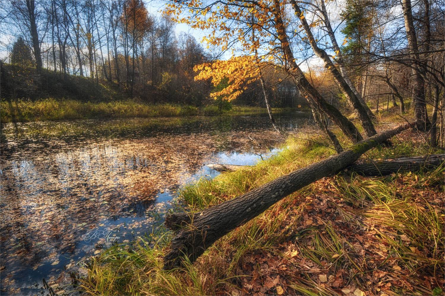 Осень. Автор: Вера Петри пруд дерево листья, Вера Петри