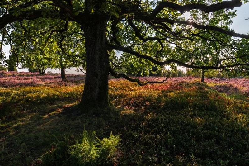 Lüneburg Heath, Germanyphoto preview