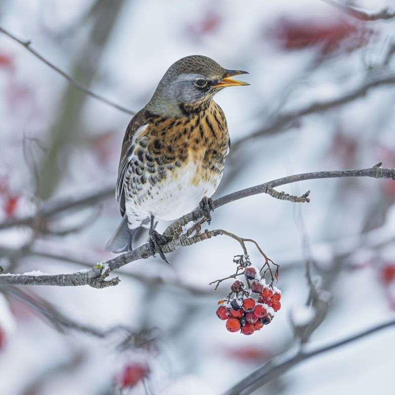 дрозд, рябинник, рябина, дрозд-рябинник, птицы photo preview