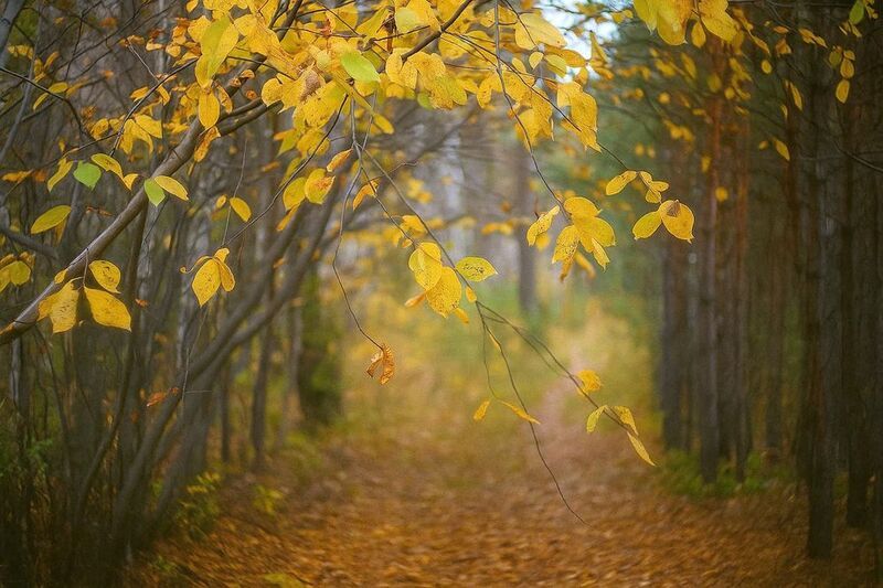 Пасмурный день золотой осениphoto preview