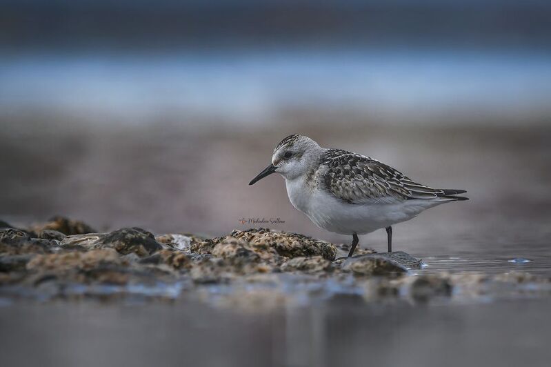 Песчанка.photo preview