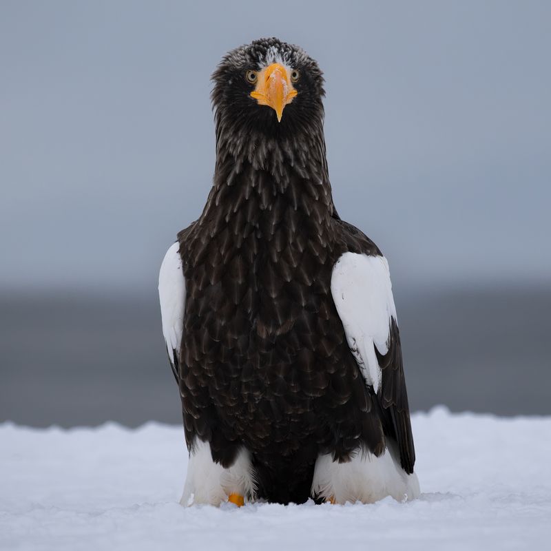 stellersseaeagle, whitetailedeagle, eaglesofjapan, hokkaidowildlife, birdsofprey, wildlifephotography, naturehumor, majesticbirds, mikereyfman, worldphototravels Professors of the Skyphoto preview
