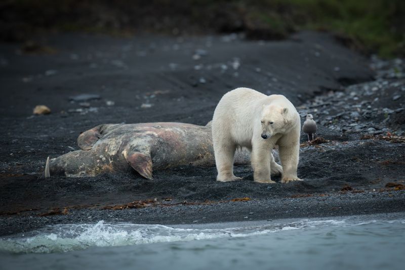 арктика Русская Арктика.photo preview