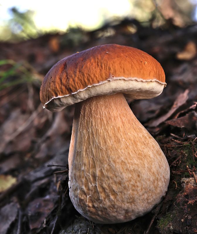 boletus, edulis, , белый, гриб Boletus edulis фото превью