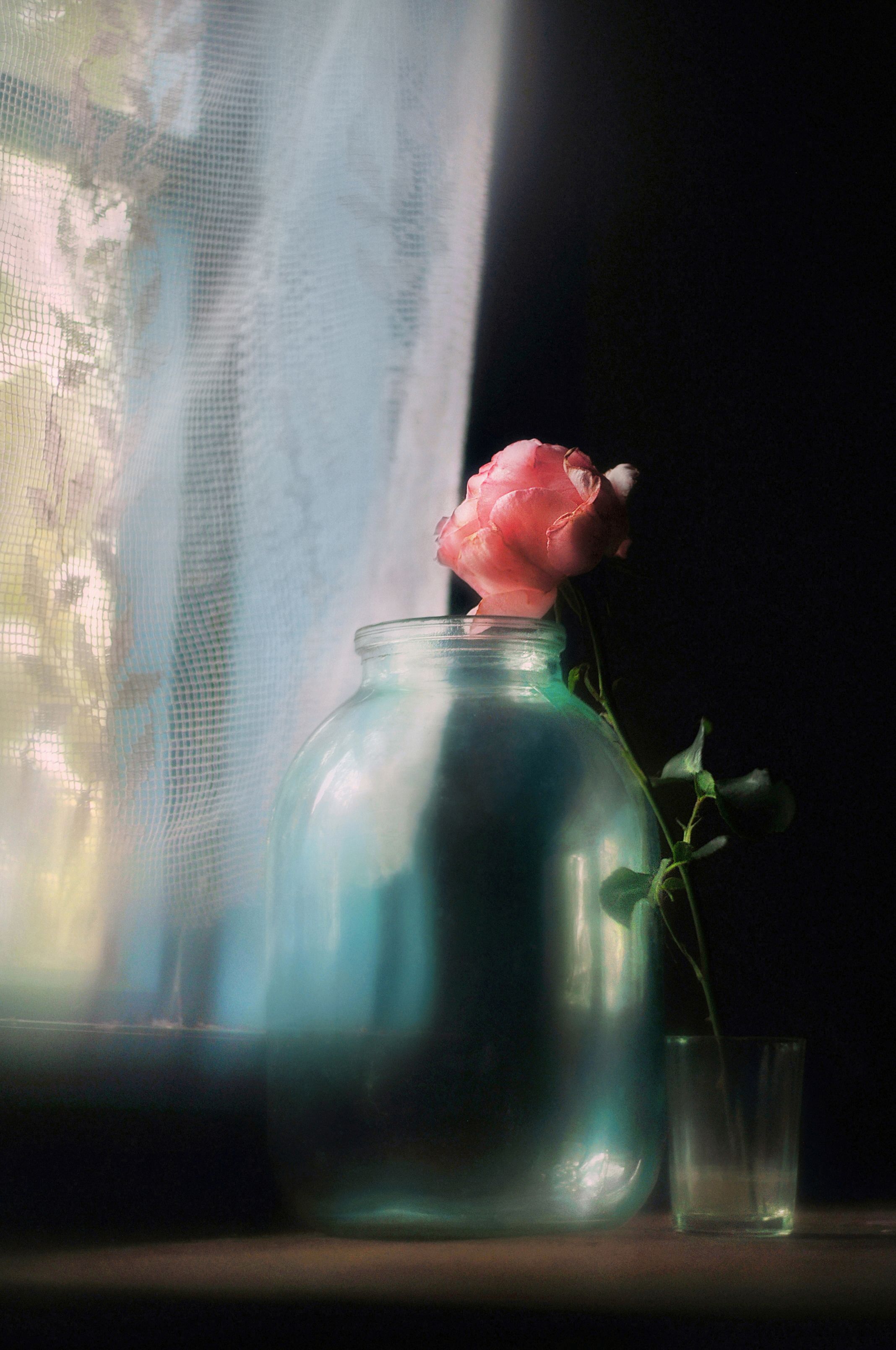 натюрморт, роза, лето, настроение, still life, rose Межсезонье photo preview