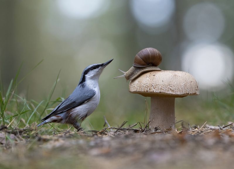 гриб,природа, лето,лес,поползень Картинка из лесаphoto preview