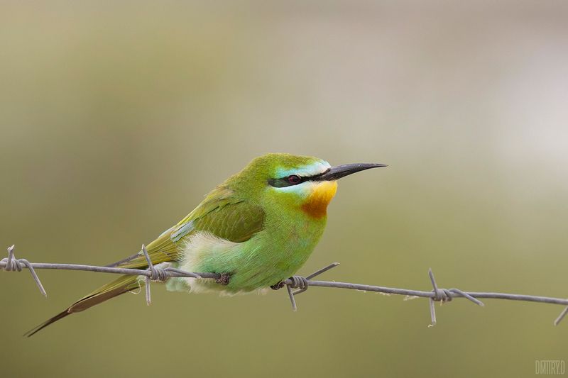 Зелёная щурка фото превью