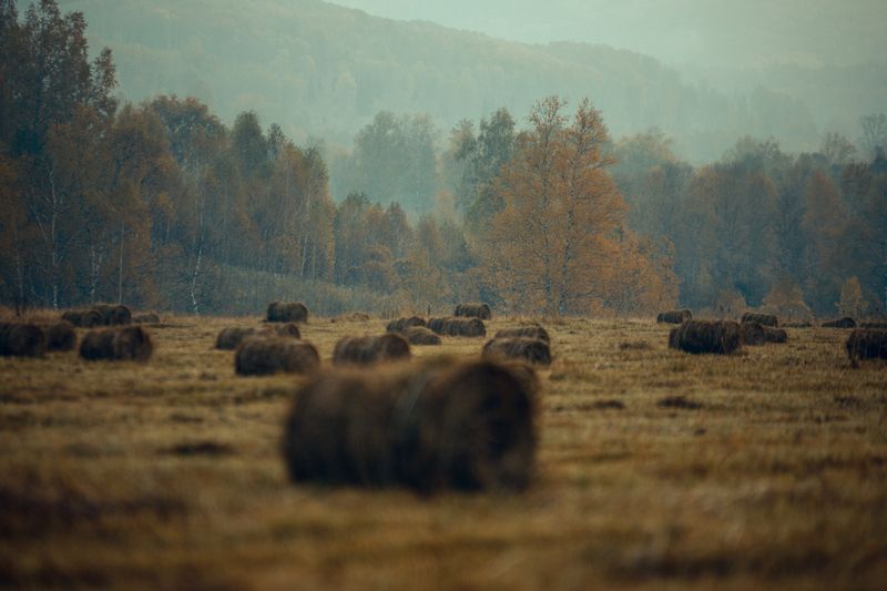 осень, пейзаж, краски, желный, сено, стог, поле Осеньphoto preview