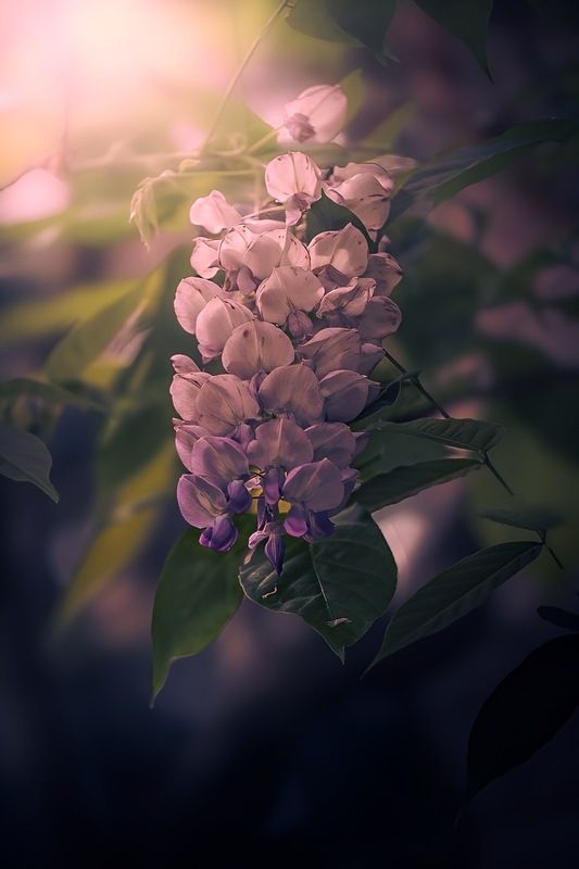 макро, macro, цветы, flowers Глицинияphoto preview