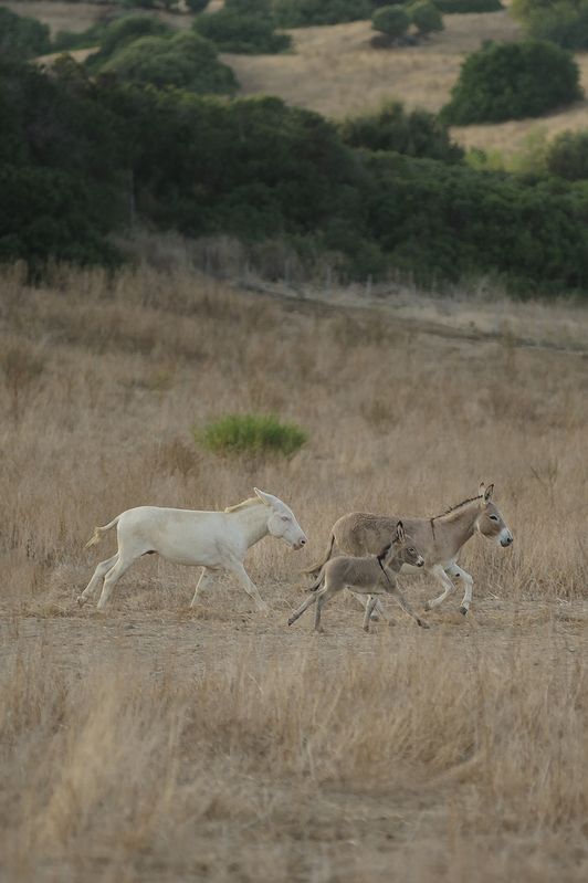 Donkeys Sardaignephoto preview