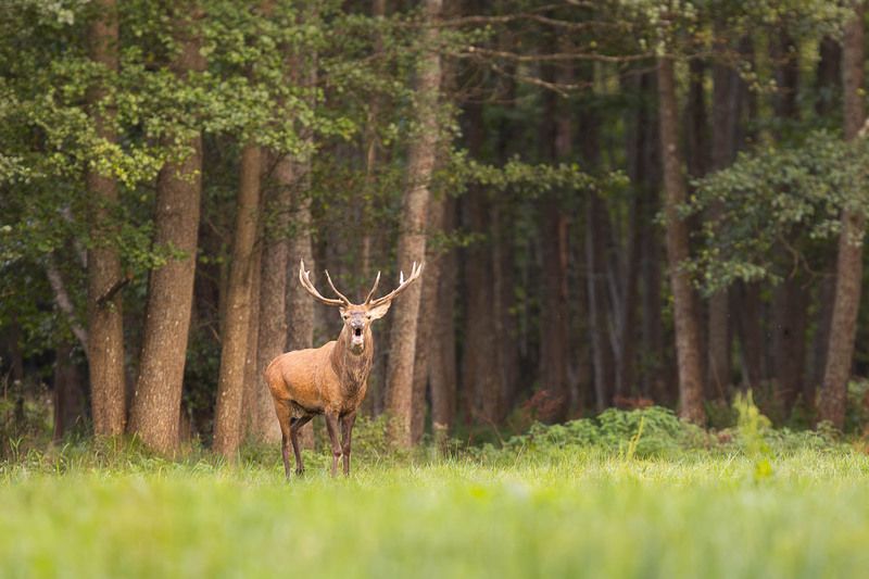 las,ssaki,byczek,rykowisko,przyroda,fauna Moc Rykowiska photo preview