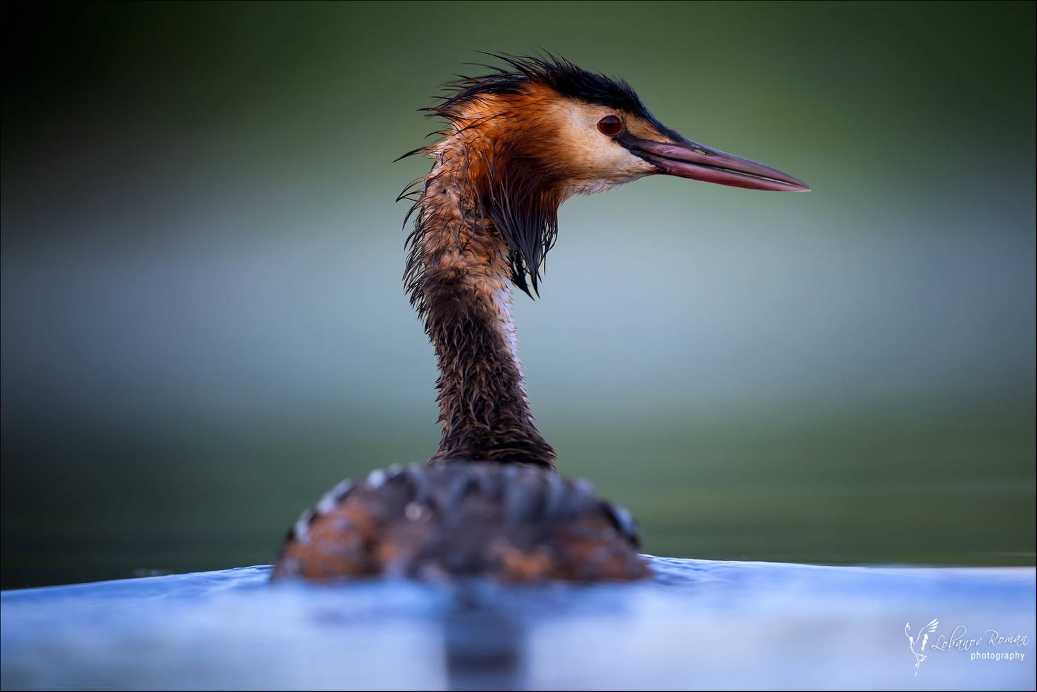 , Лобанов Роман