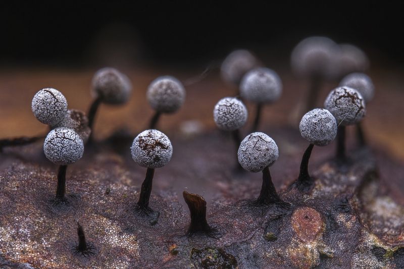 Slime mold photo preview