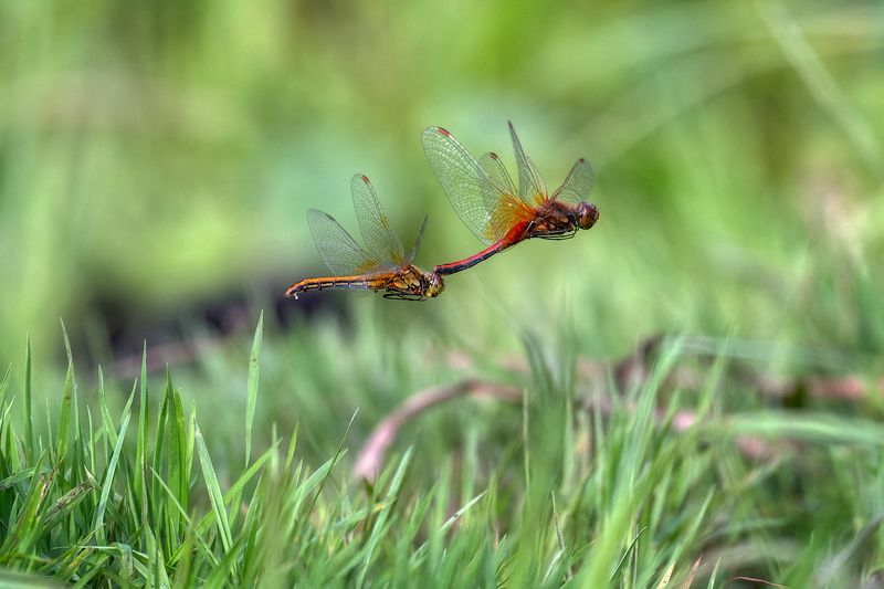 Стрекозы в полете фото превью