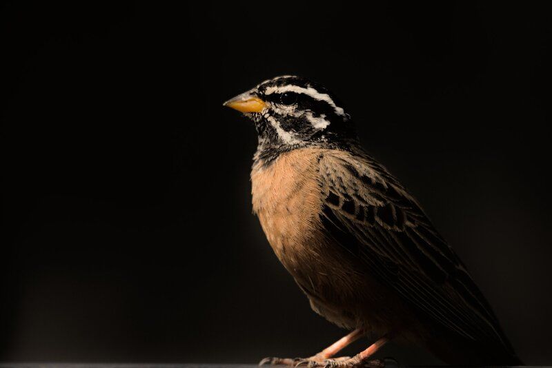 Портфолиоphoto preview