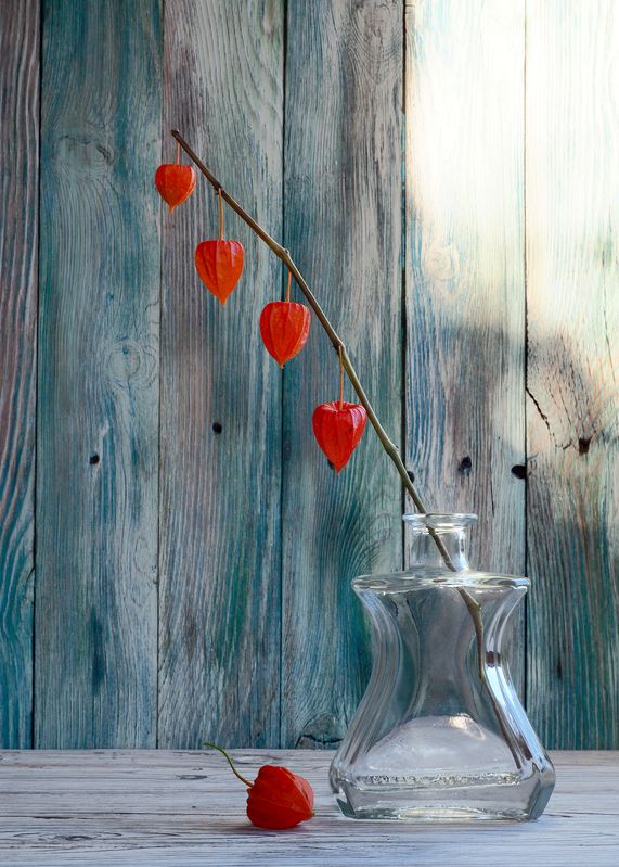 Физалисphoto preview