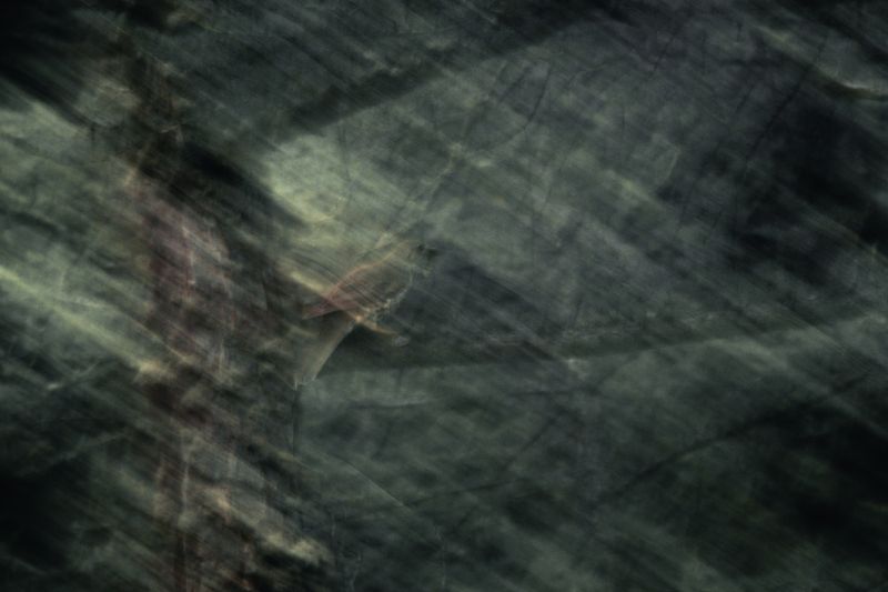 Conceptual picture of a birdphoto preview