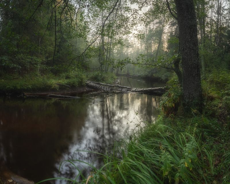 ленобласть, лес, осень В джунглях Ленобластиphoto preview