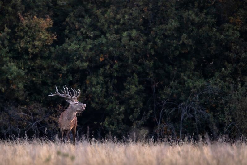 Зов природы. photo preview