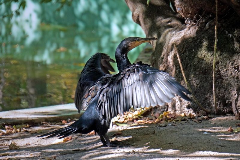 баклан, птицы, настоящие птицы, баклановые, животные, Баклан.photo preview