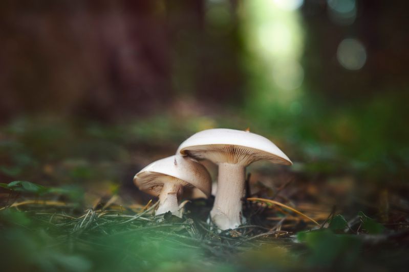 Парочкаphoto preview