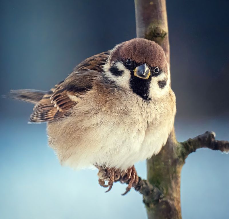 Пухляшphoto preview