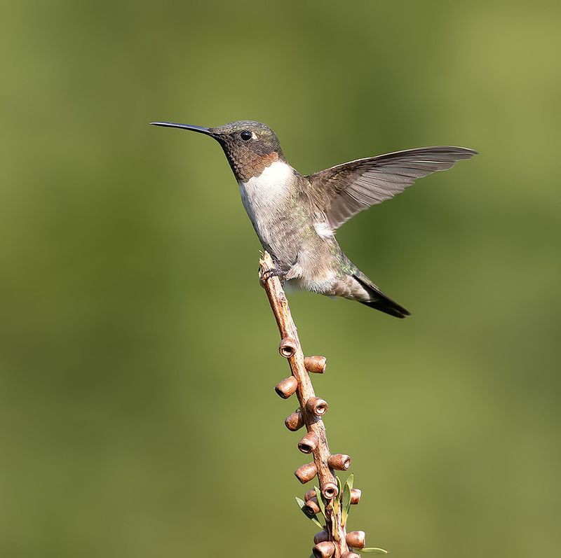колибри,ruby-throated hummingbird, hummingbird male. Ruby-throated Hummingbird - Рубиновогорлый Колибриphoto preview